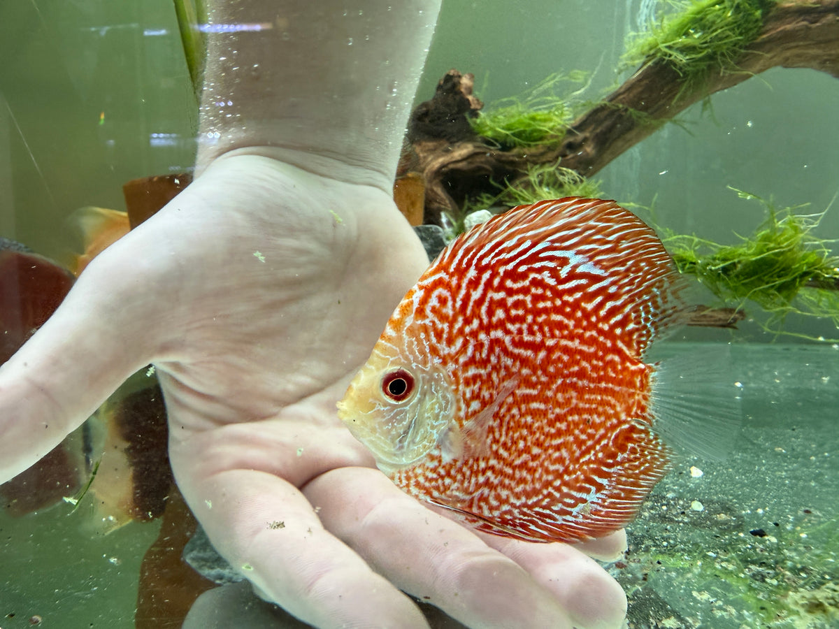 Orange and white patterned discus with intricate maze-like markings and translucent fins resting near hand among driftwood and plants in freshwater aquarium background