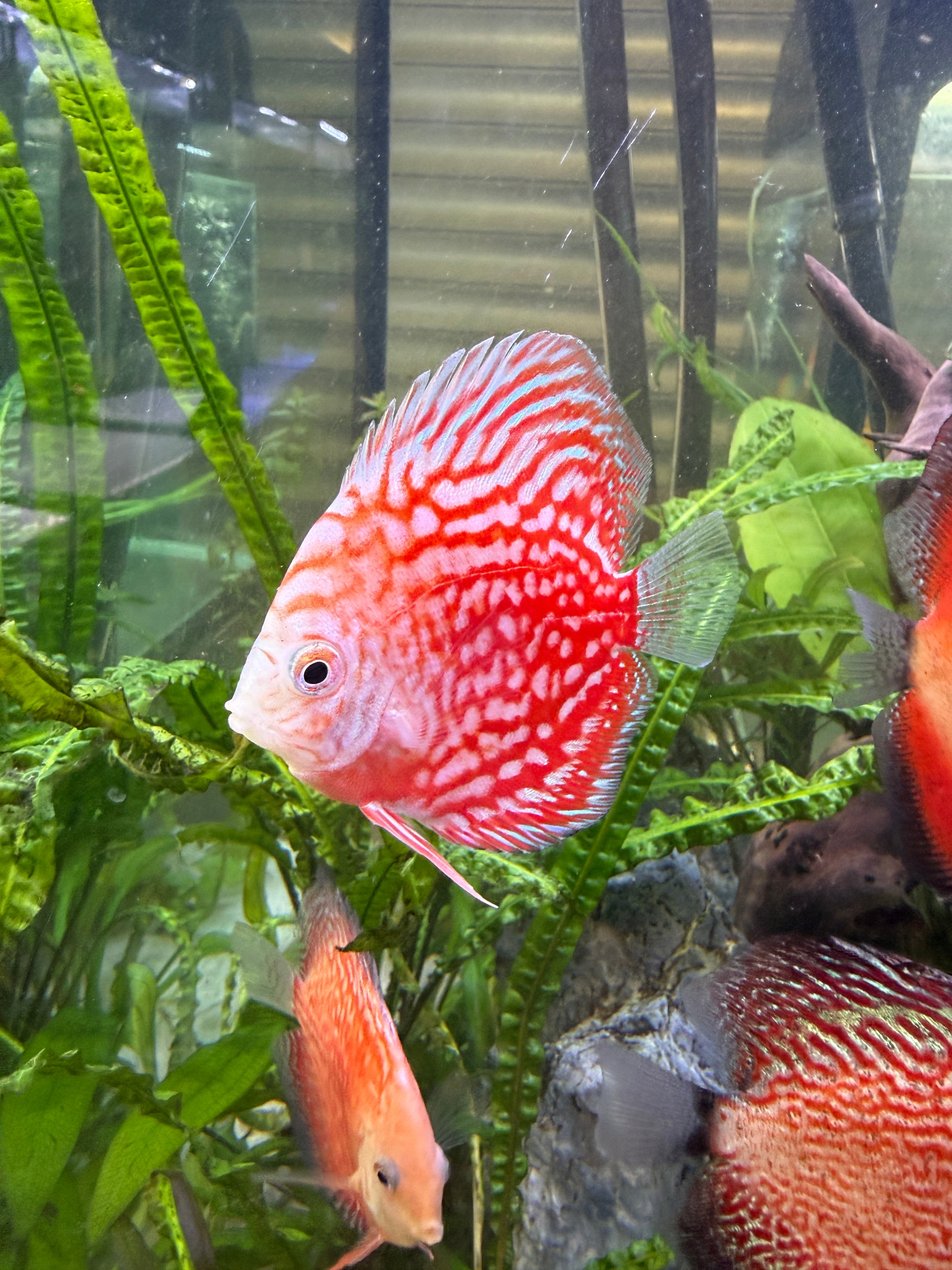 Red and white patterned discus with maze-like markings and translucent fins swimming among tall green plants in freshwater aquarium background