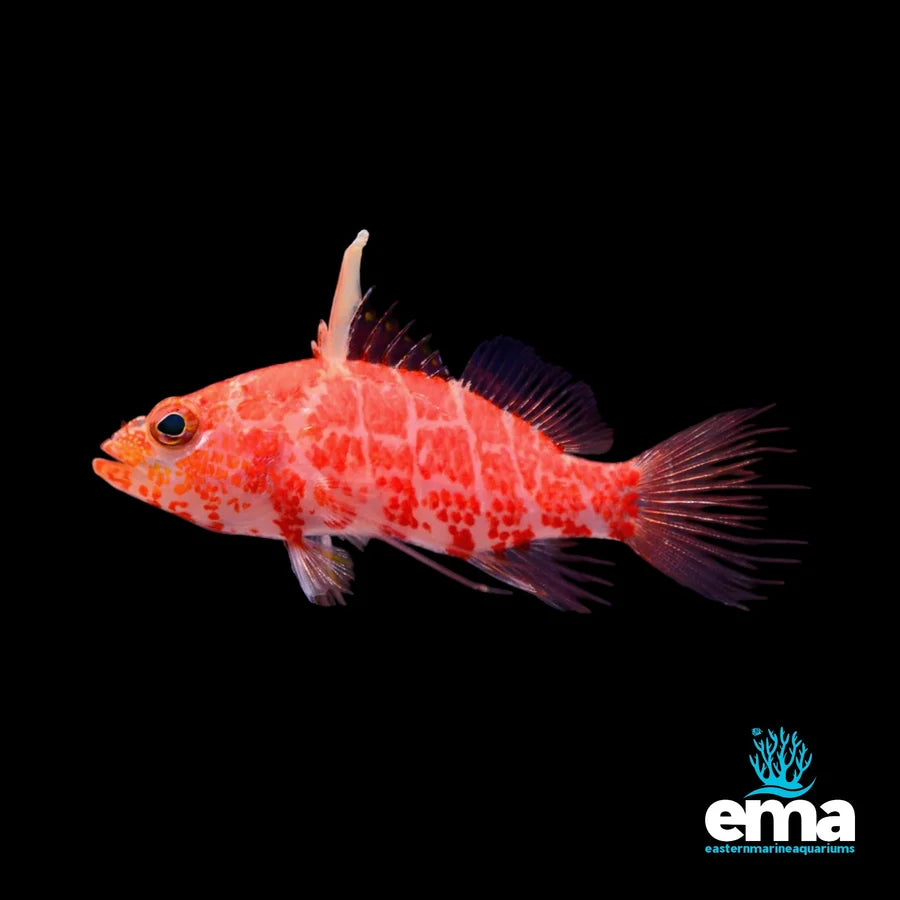 Geometric Pygmy Hawkfish