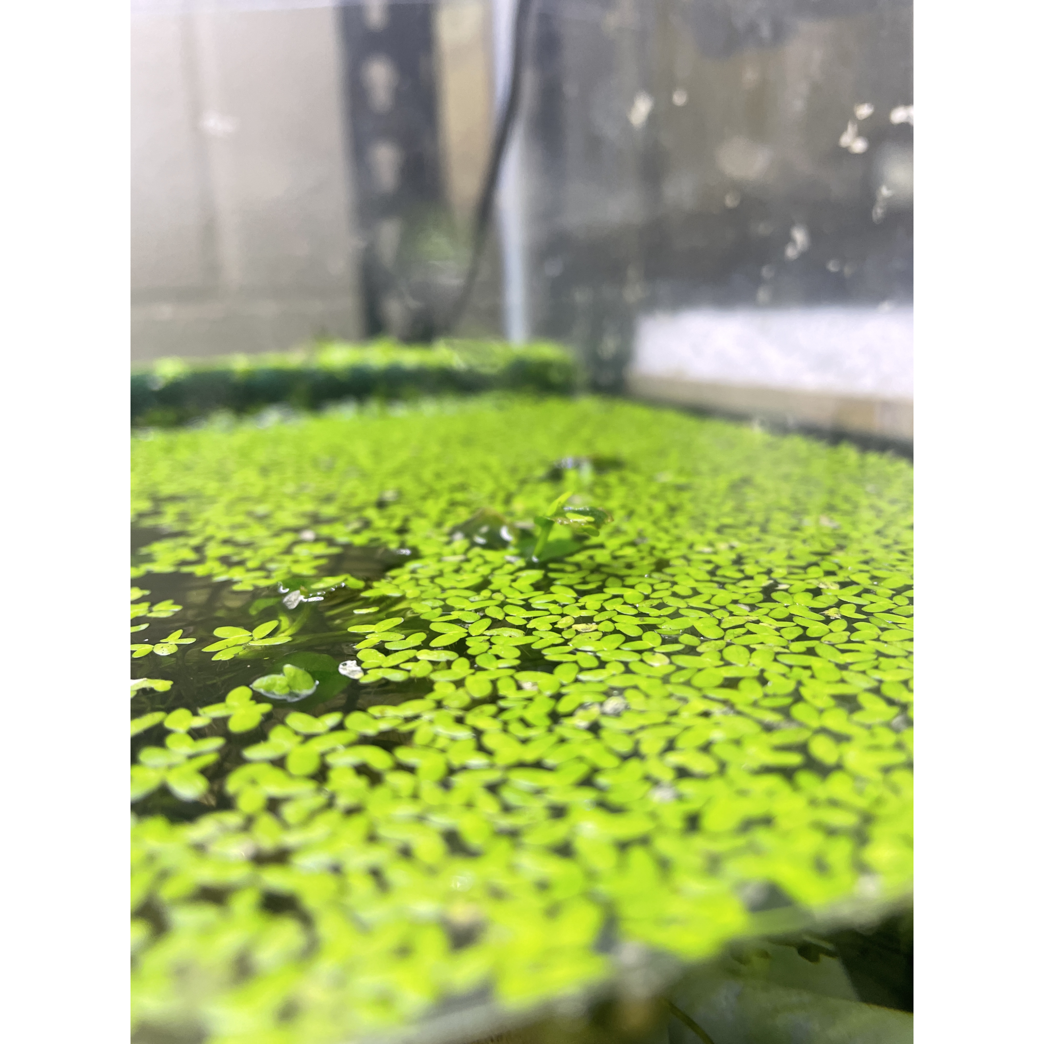 Duck Weed