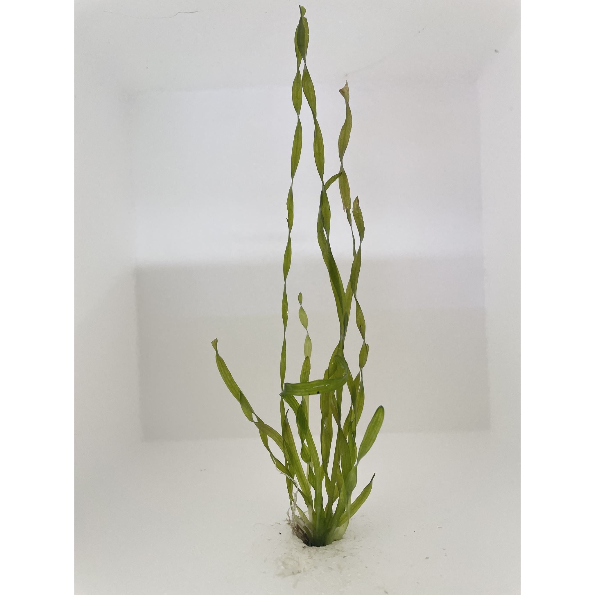 Twisted Vallisneria sp. Vallisneria Spiralis