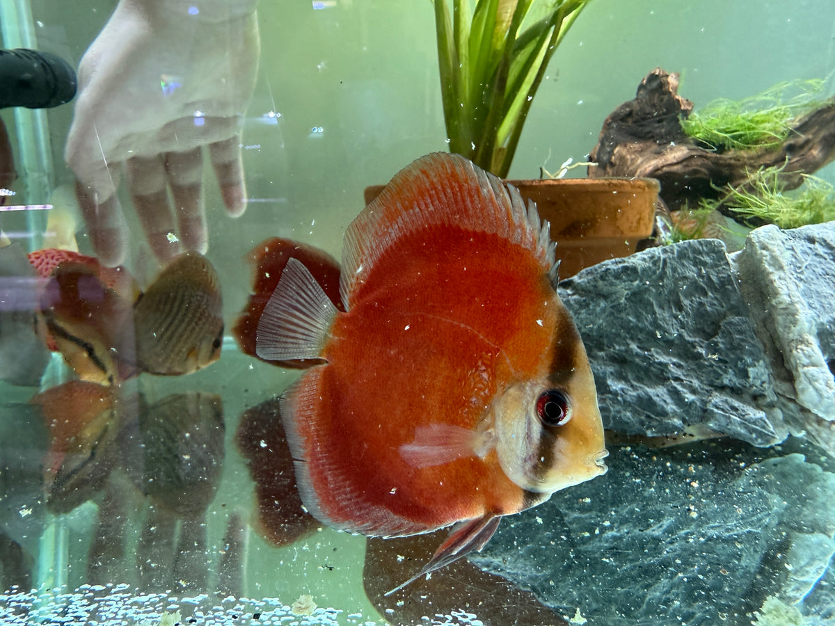 Red discus fish with round body, deep orange-red coloration and translucent fins swimming among rocks, driftwood and plants in freshwater aquarium background