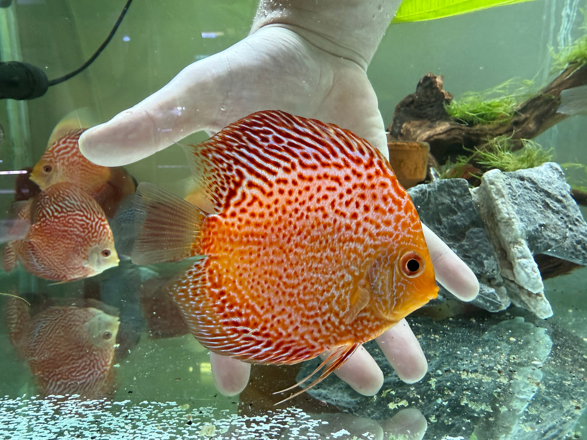 Orange patterned discus with bright red maze-like markings and rounded body swimming near hand among rocks, driftwood and plants in freshwater aquarium background