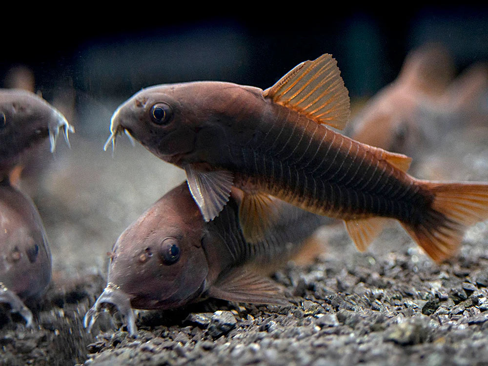 Black Schultzei Corydoras