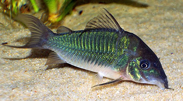 Emerald Green Cory