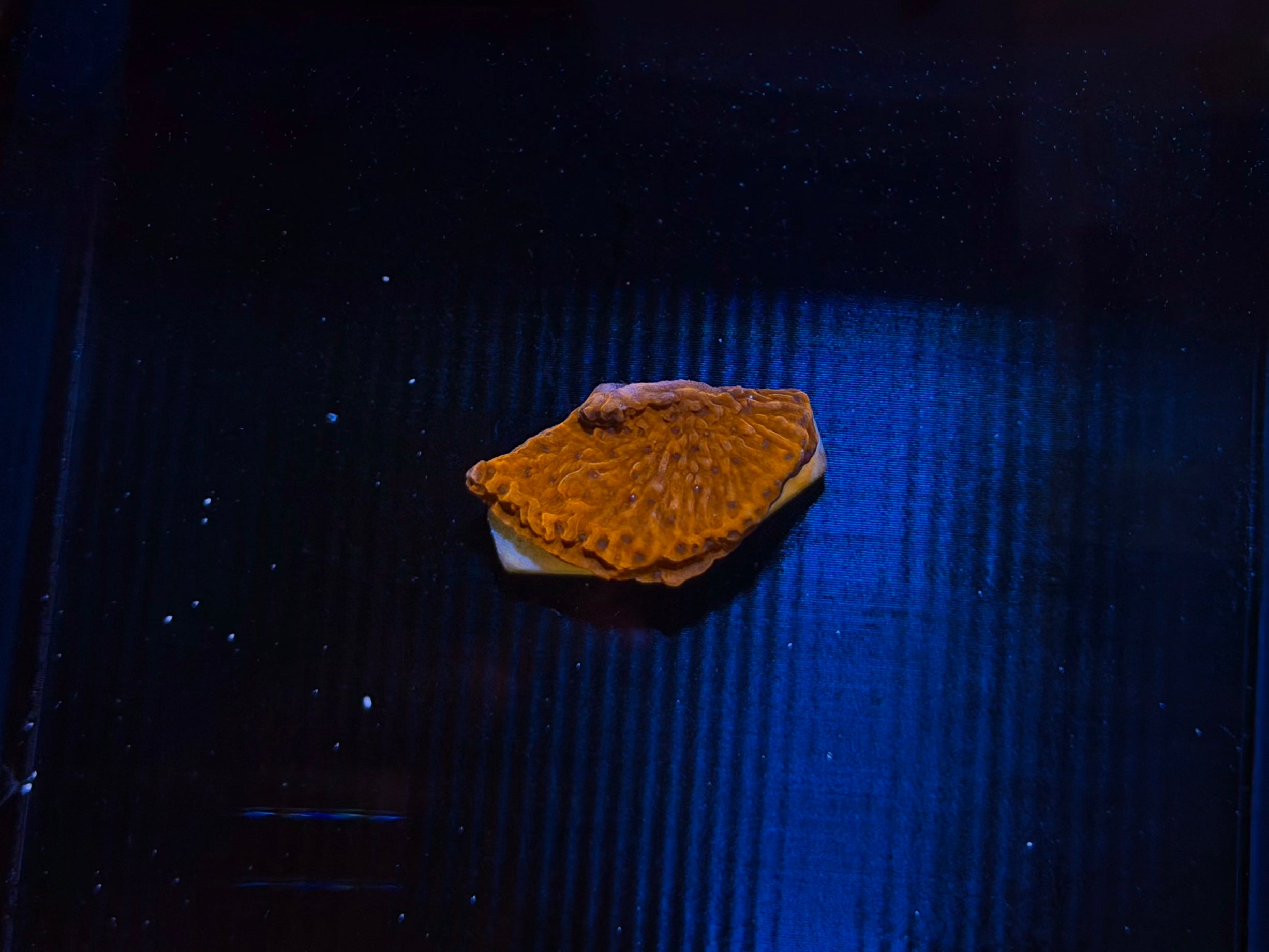 Red Plating Montipora Small Frag