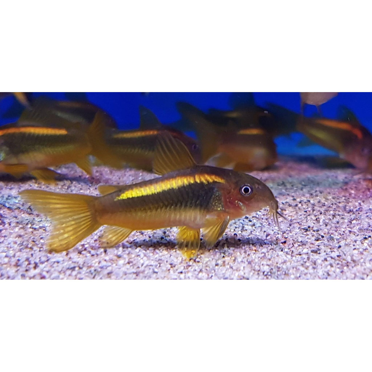 Gold Laser Corydora