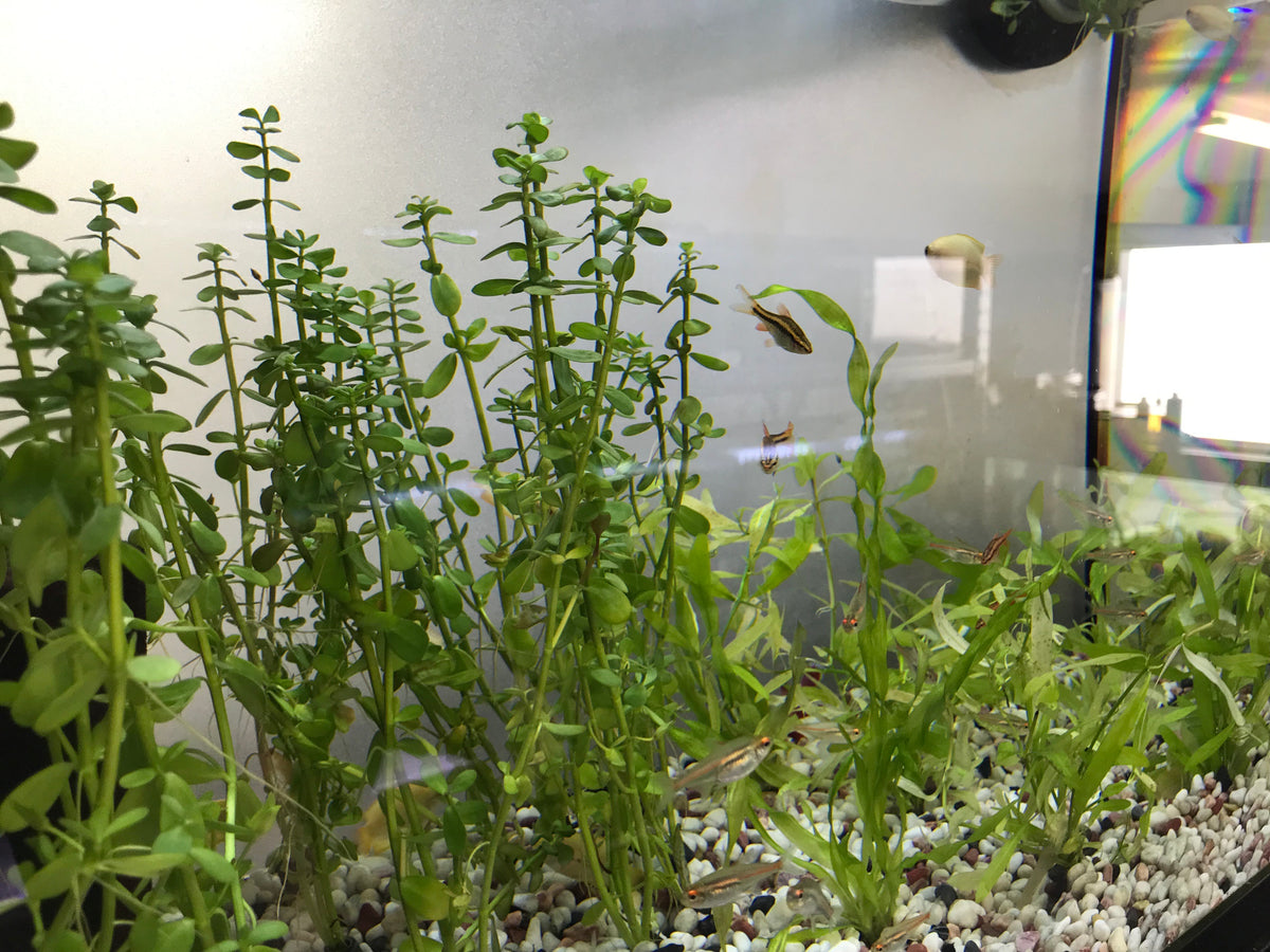 Baby tears or bacopa monnieri aquarium plant