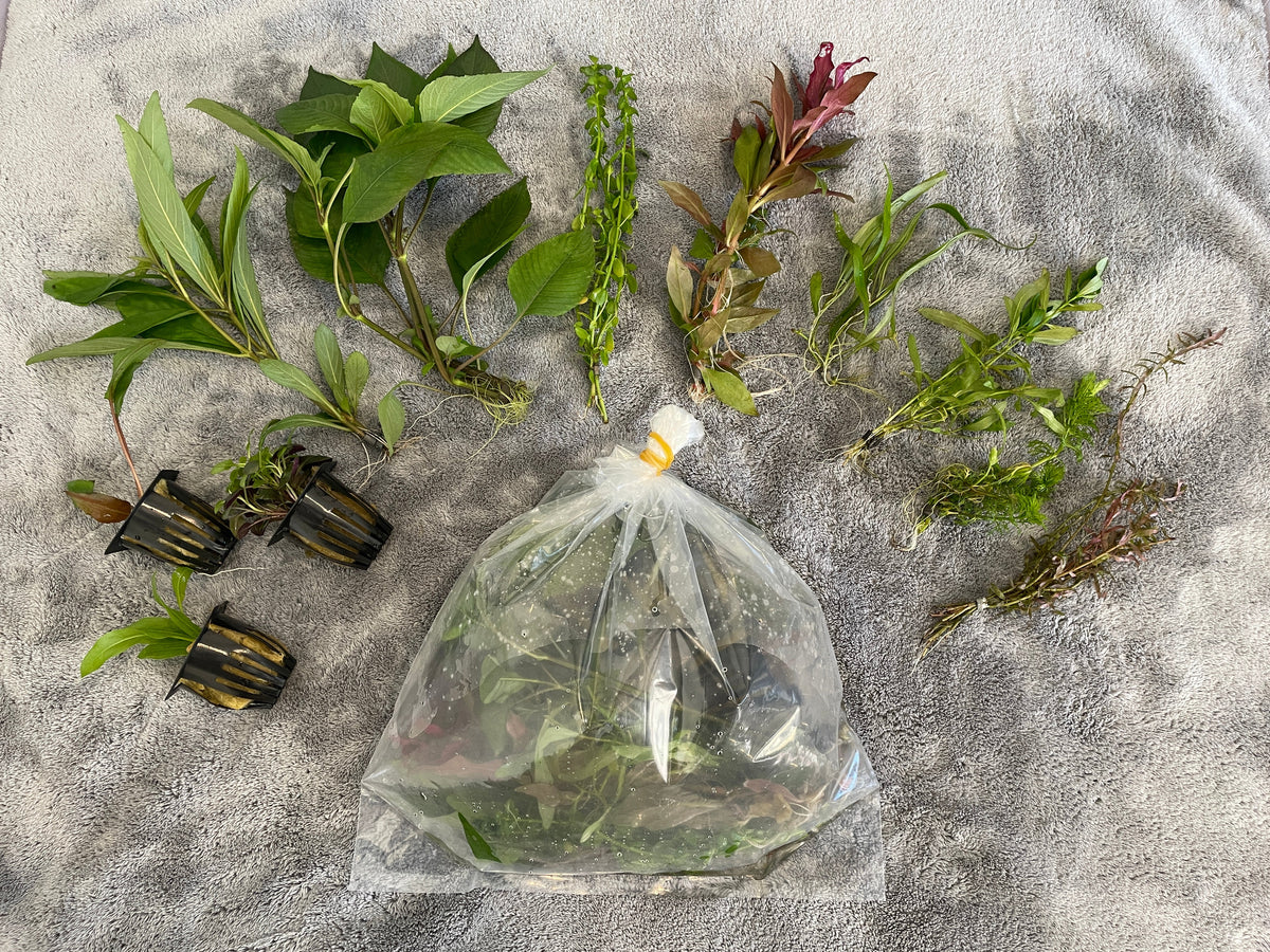 Mega Aquarium Plant Pack