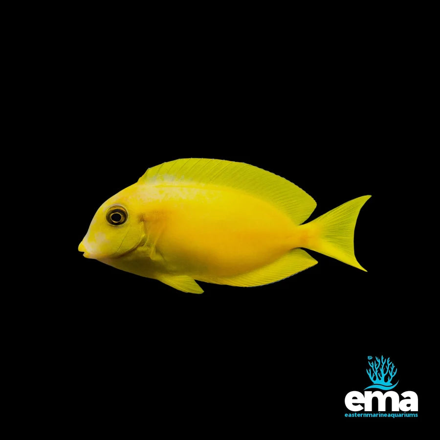 Orange Shoulder Surgeonfish - Juvenile