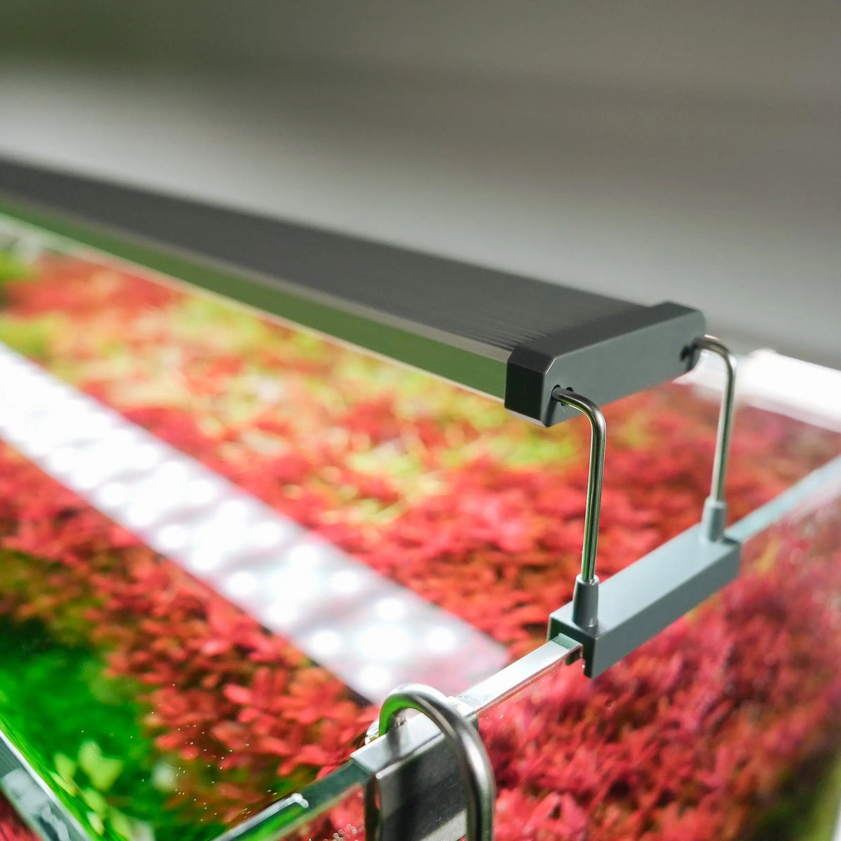 The Best Value Aquarium Light? The Chihiros B-Series!