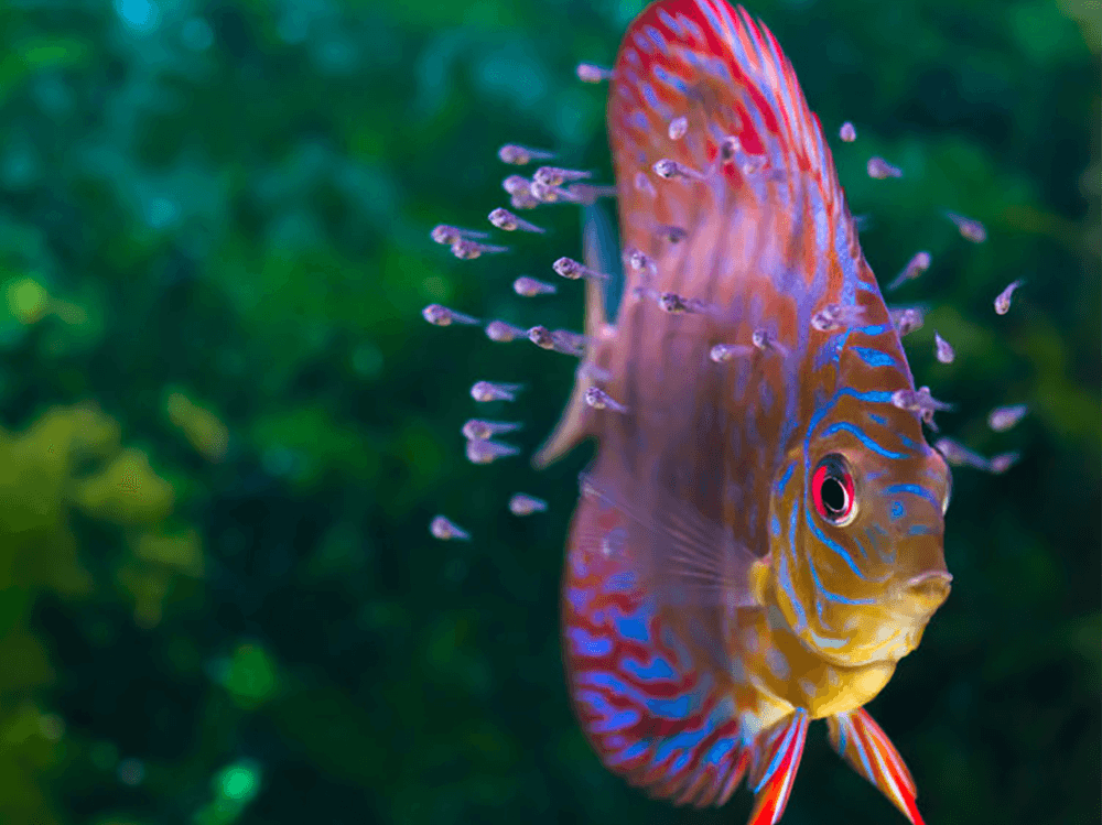 Tropical Fish