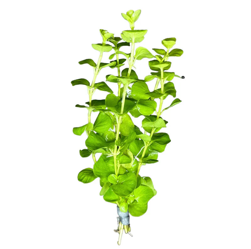 Live Aquarium Plants