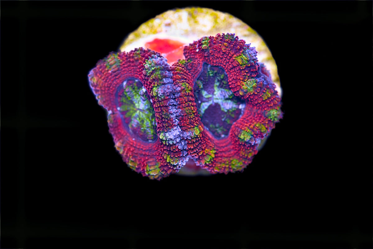 Rainbow Acan Lord