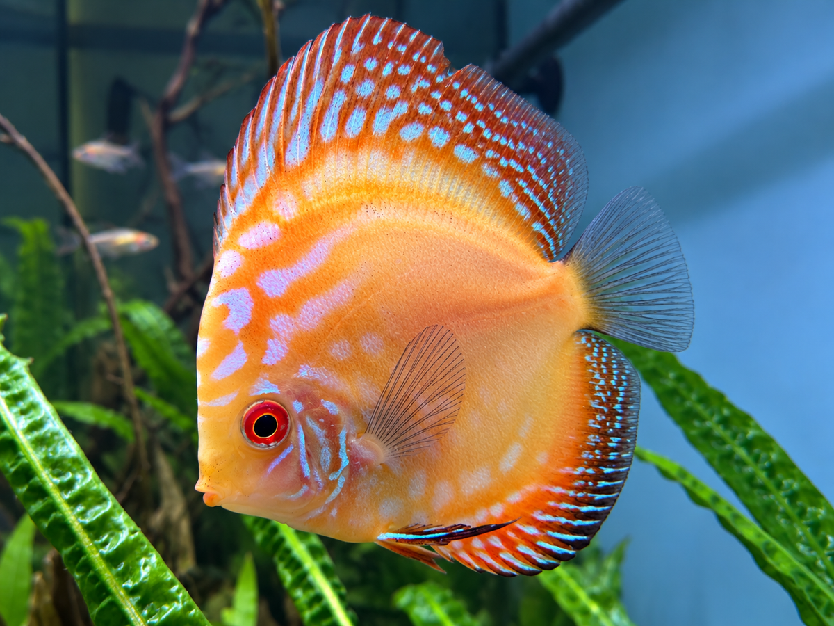 Yellow Checkerboard Discus