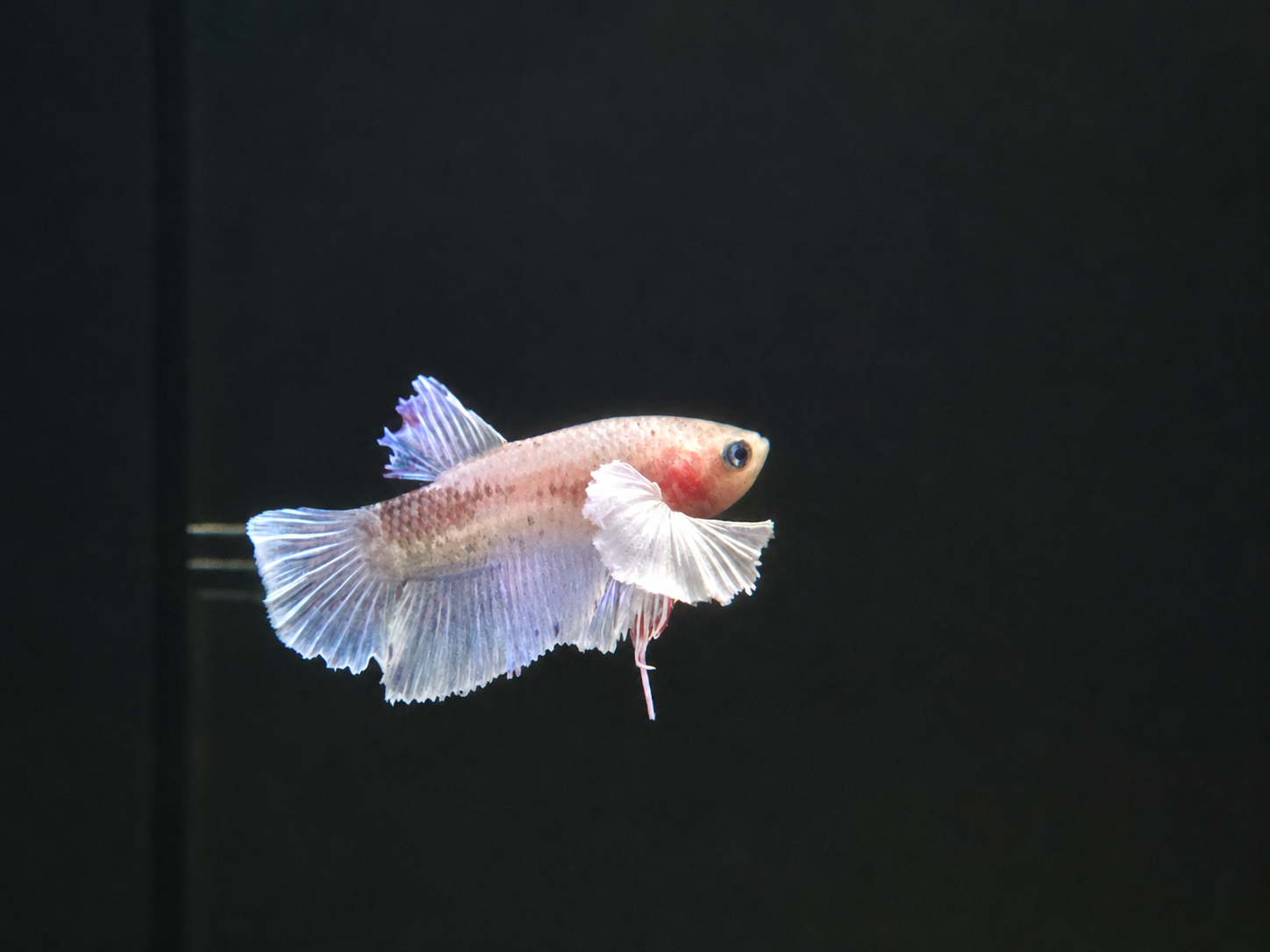 Elephant Ear Male Betta (B1)