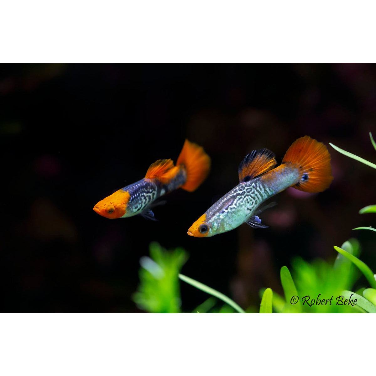 Assorted Male Guppy