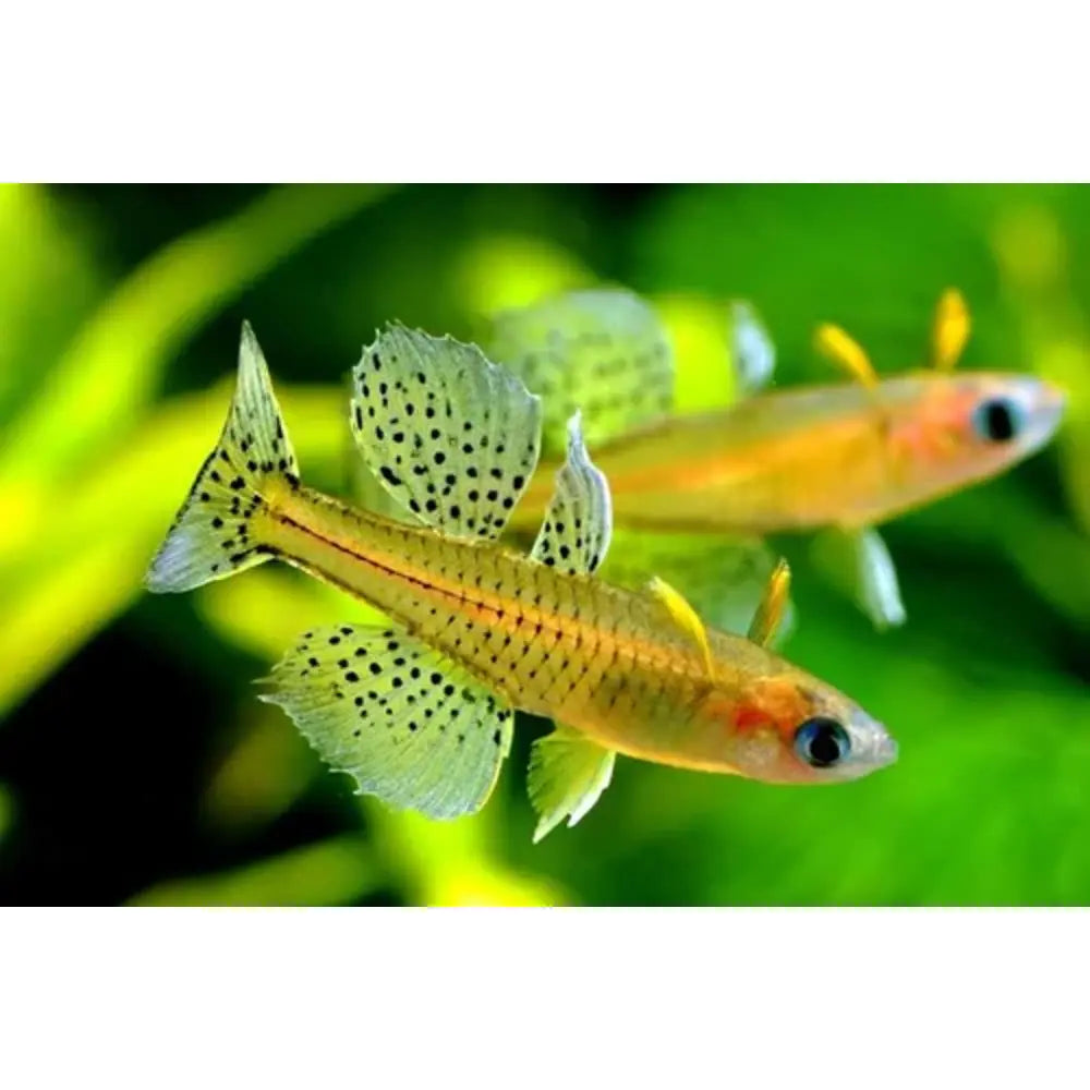 Gertrudes Blue Eye Rainbowfish (Pseudomugil gertrudae)