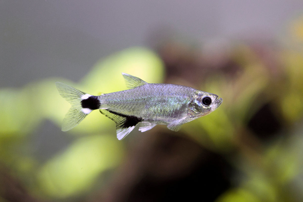 White Spot Tetra