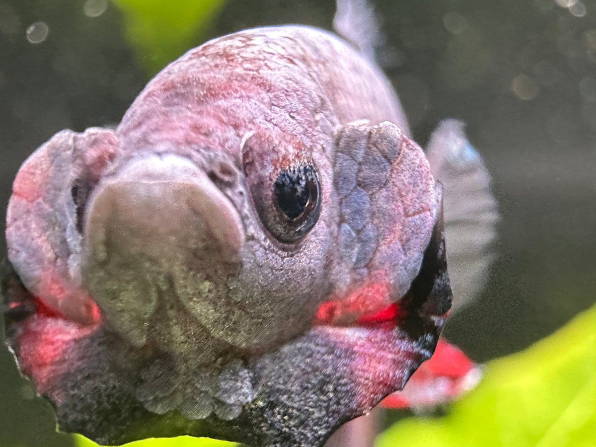 Halfmoon Male Betta (A2)