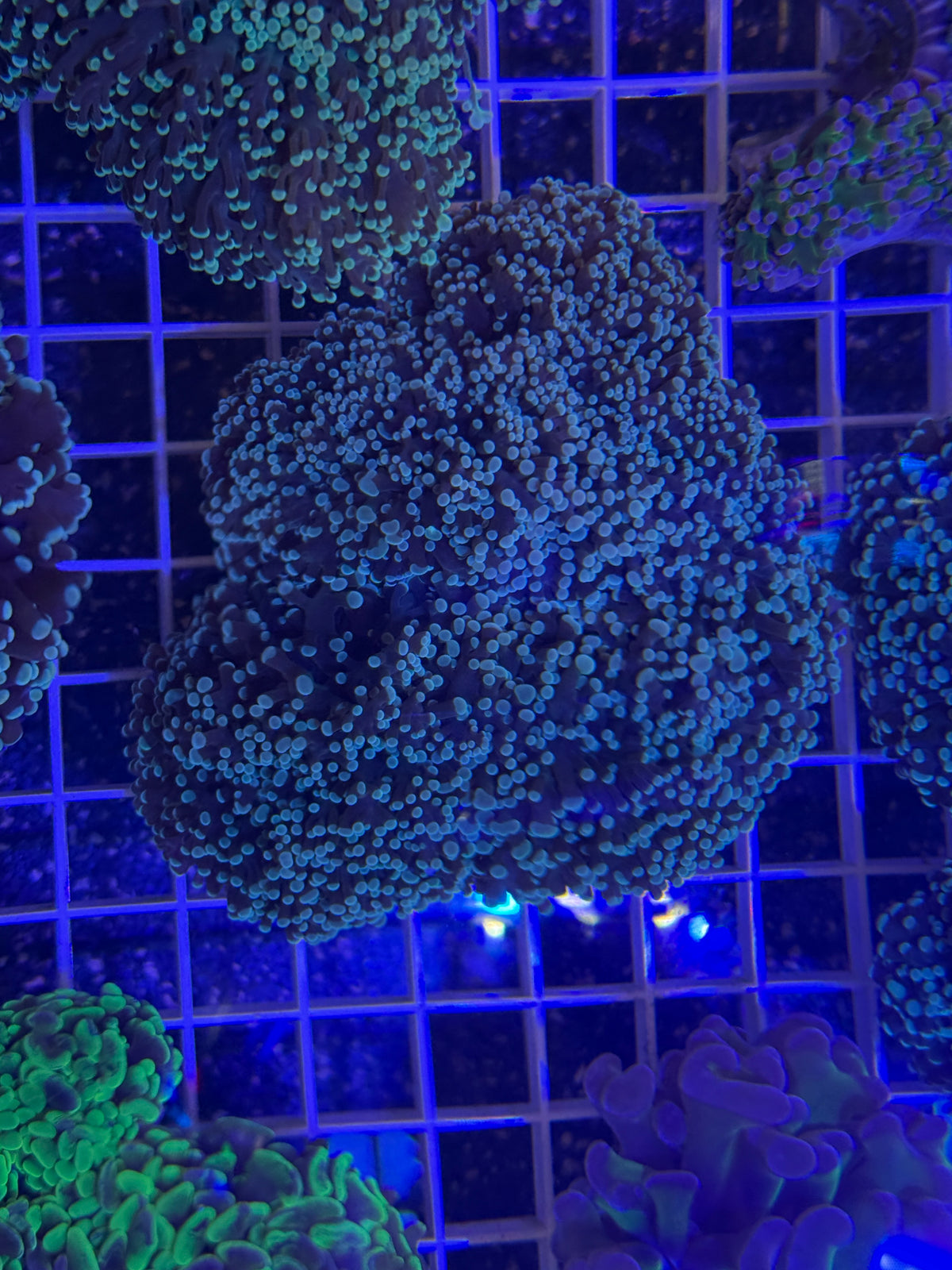 Mint Green Frogspawn