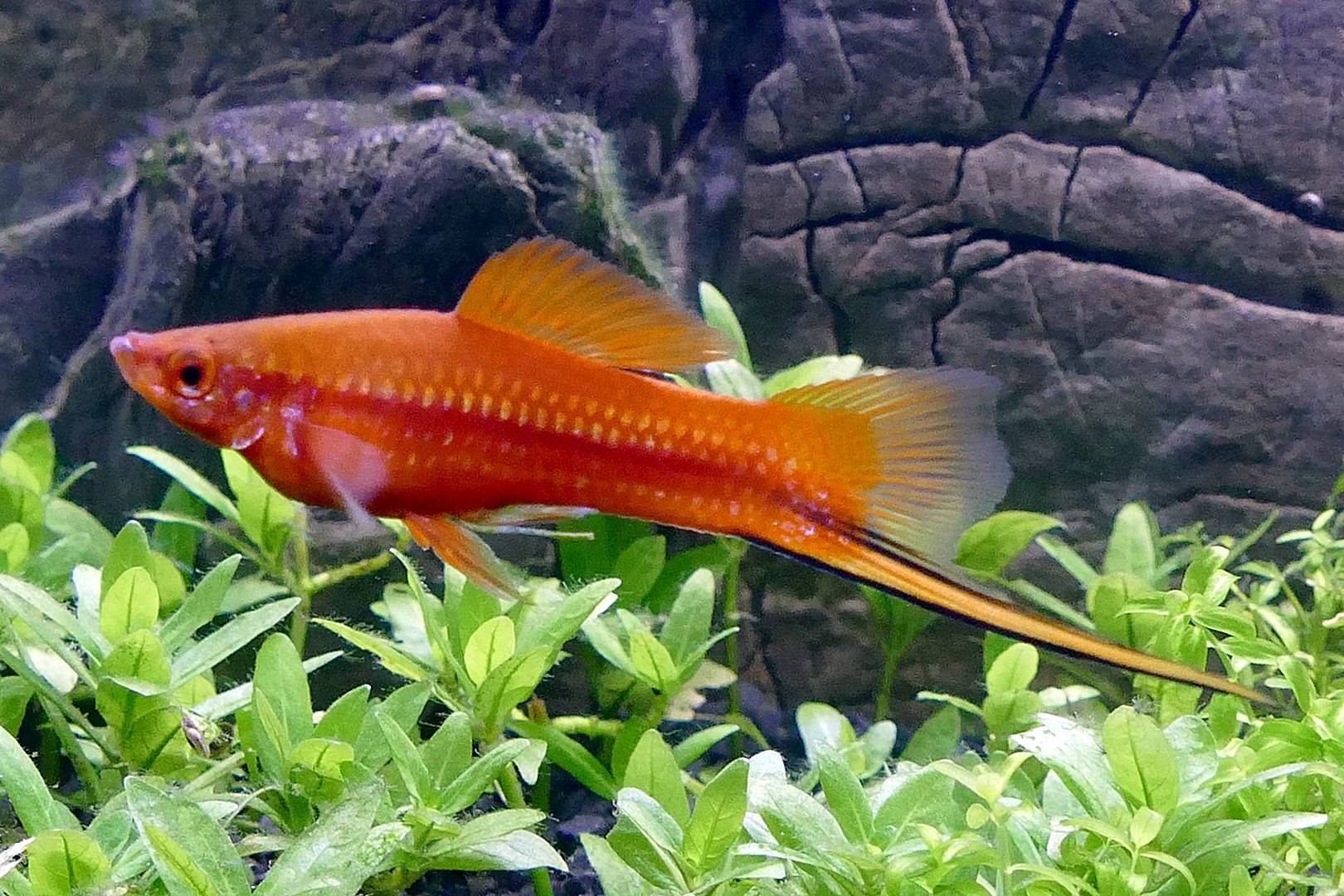 Assorted Swordtail