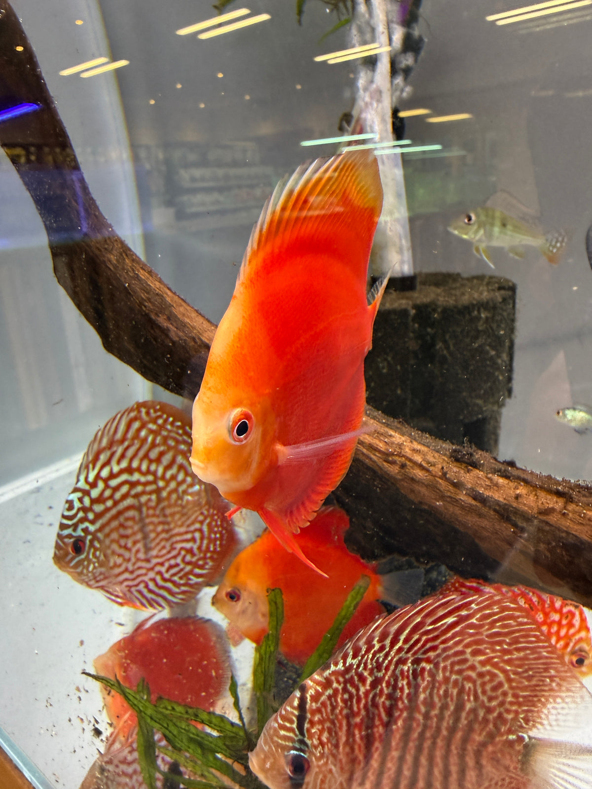 Blood Red Discus