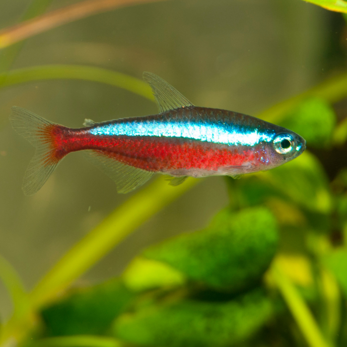 Cardinal Tetra
