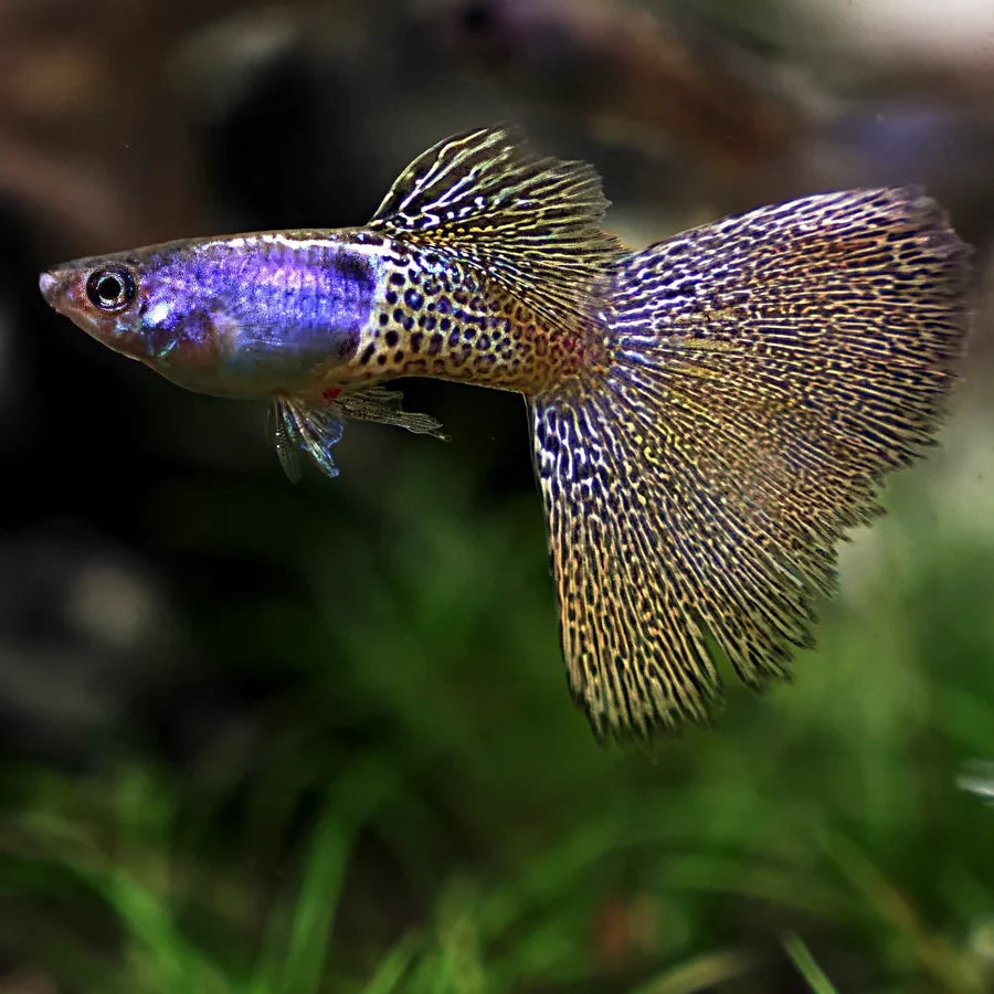 Male guppy with iridescent blue body, yellow and black leopard patterned tail and flowing fins swimming in softly blurred planted aquarium background