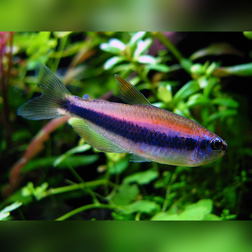 Blue Emperor Tetra