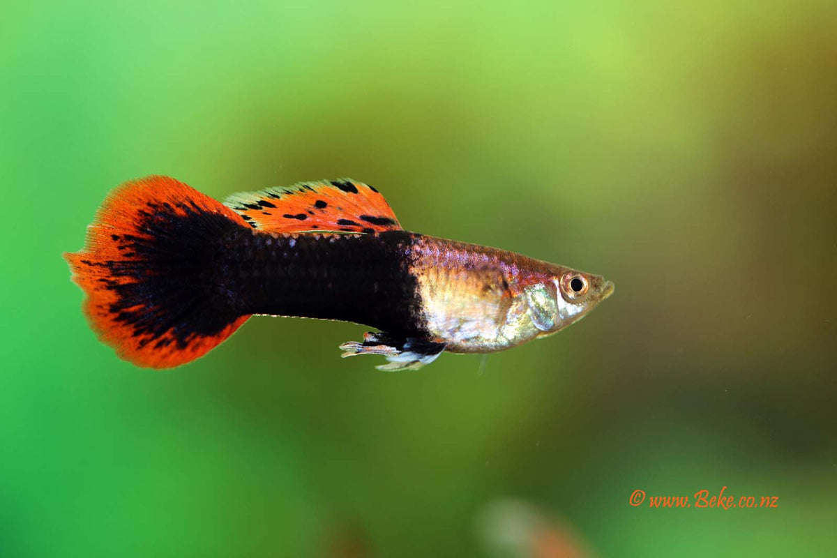 Pink Tuxedo Guppy Pair