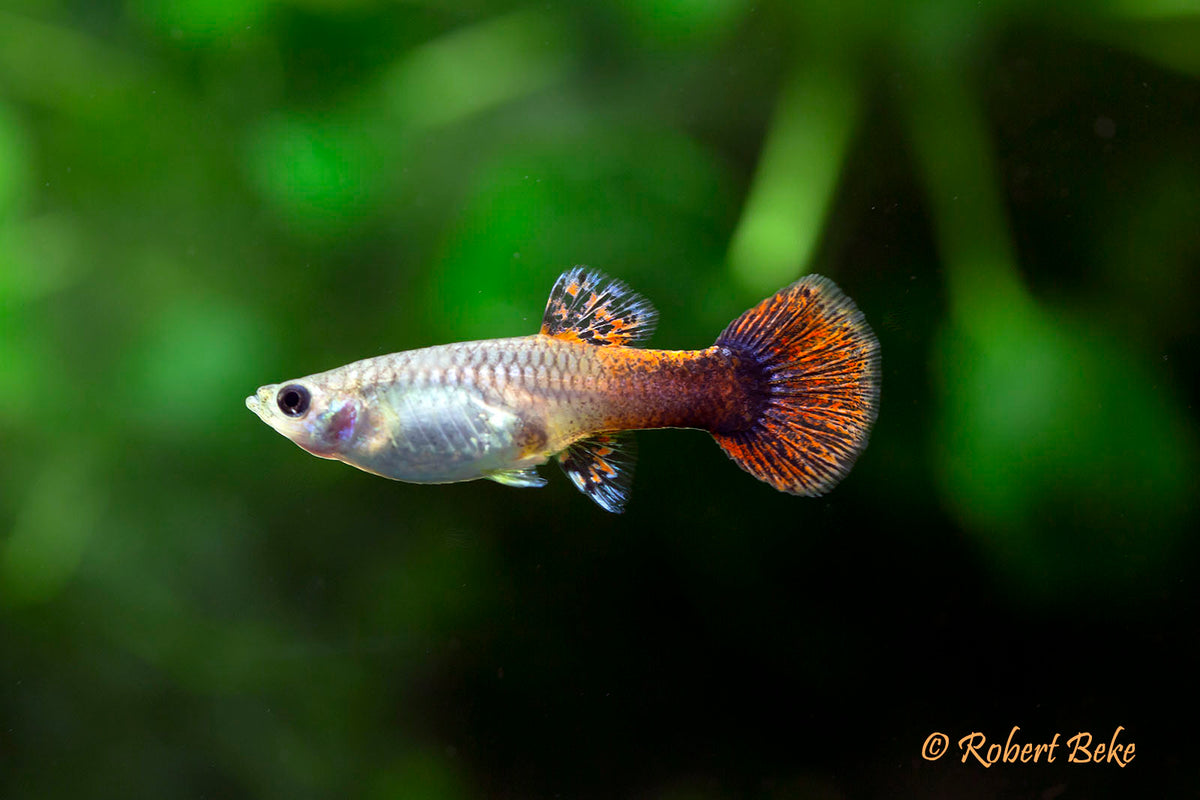 Pink Tuxedo Guppy Pair