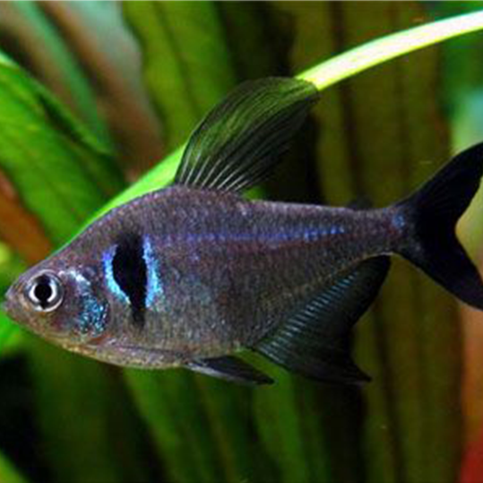 Black Phantom Tetra