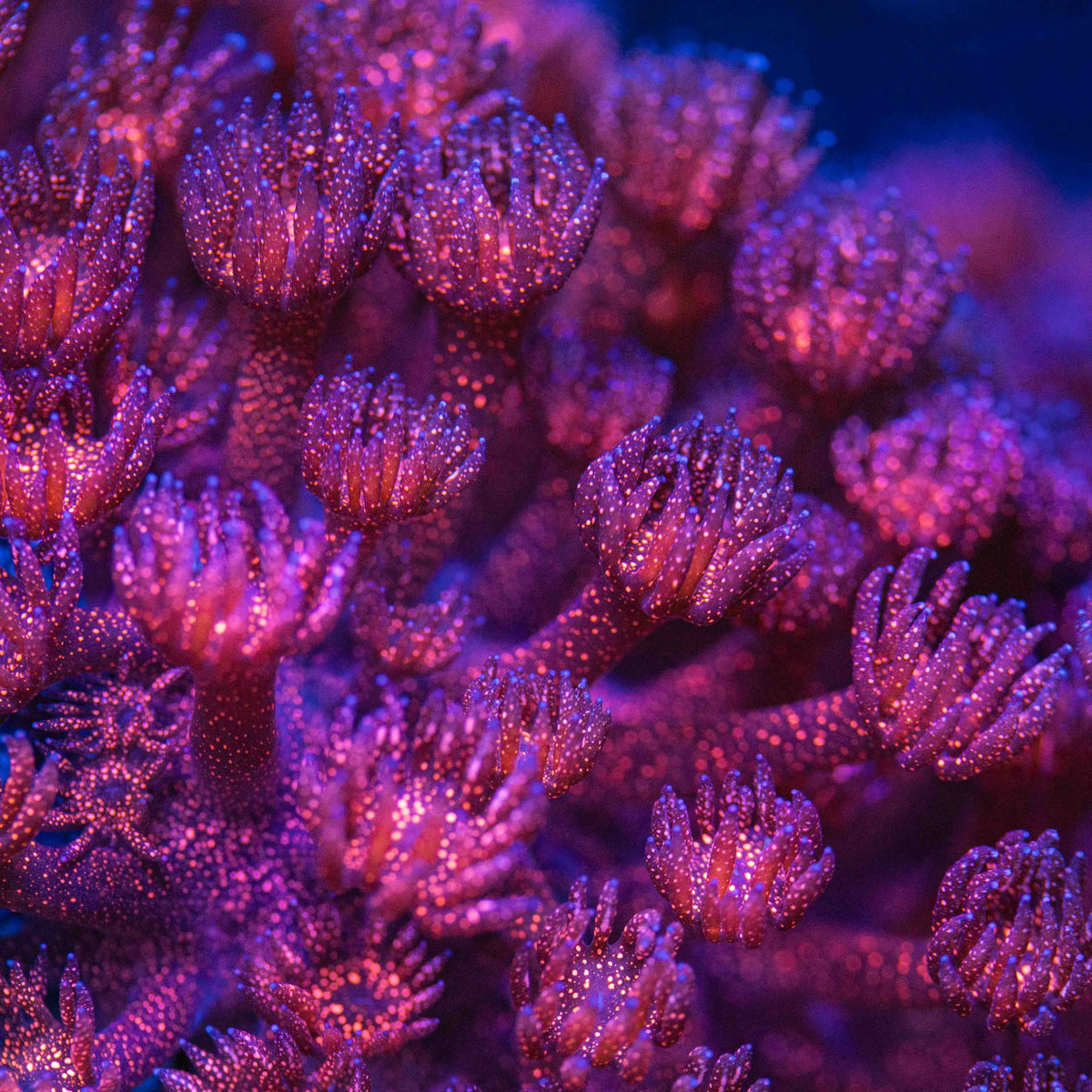 Red Glitter Goniopora Coral