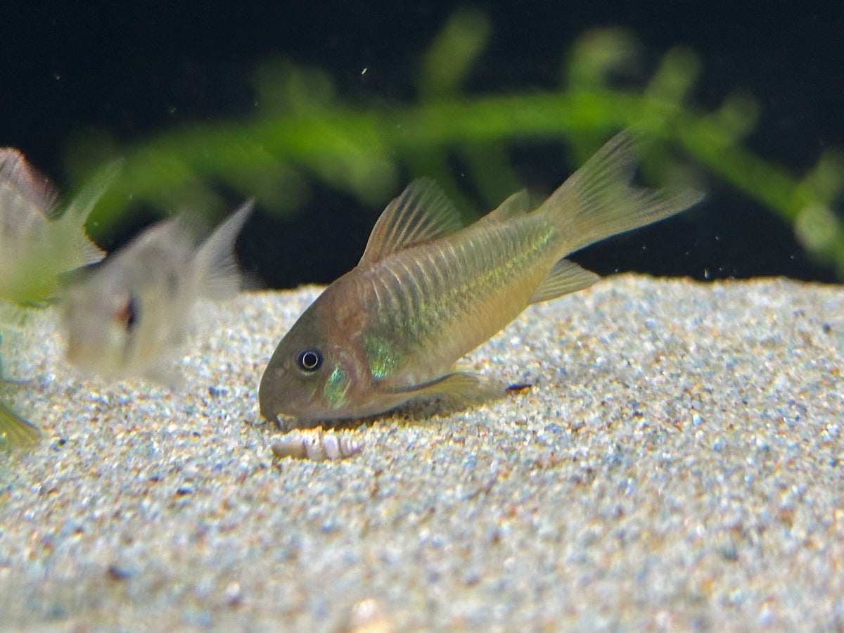 Gold Laser x Venezuelan Corydora