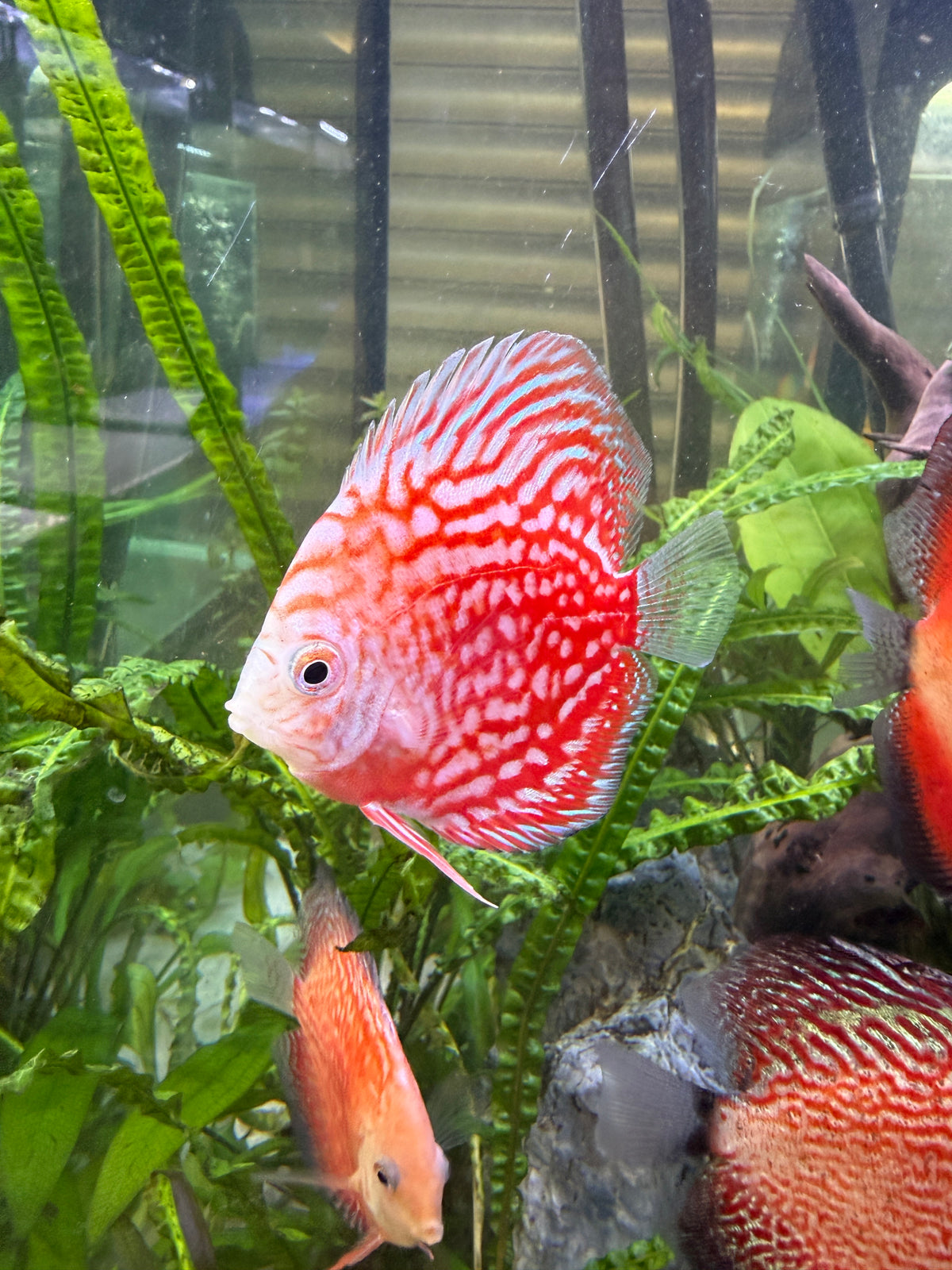 Red and white patterned discus with maze-like markings and translucent fins swimming among tall green plants in freshwater aquarium background