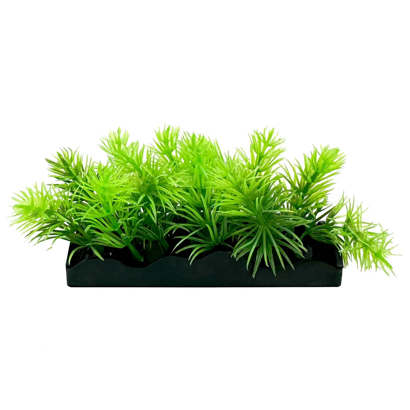 Ecoscape Foreground Catspaw Pu/ambulia GN