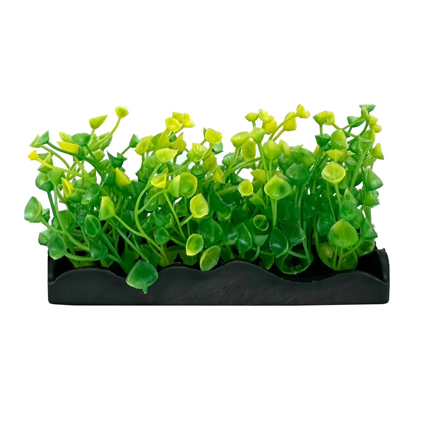 Ecoscape Foreground Ogris Auribus Yl/fern GN Mix