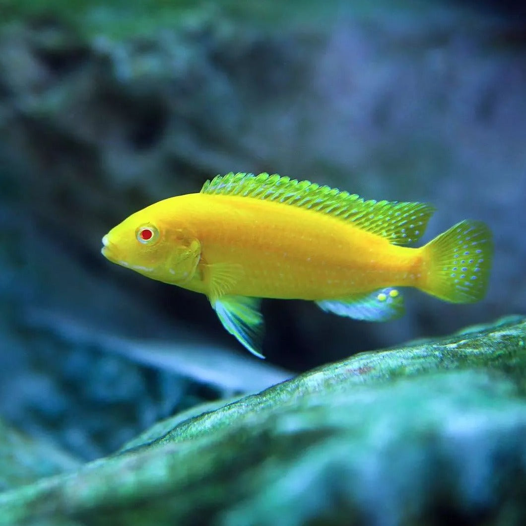 True Electric Yellow Cichlid