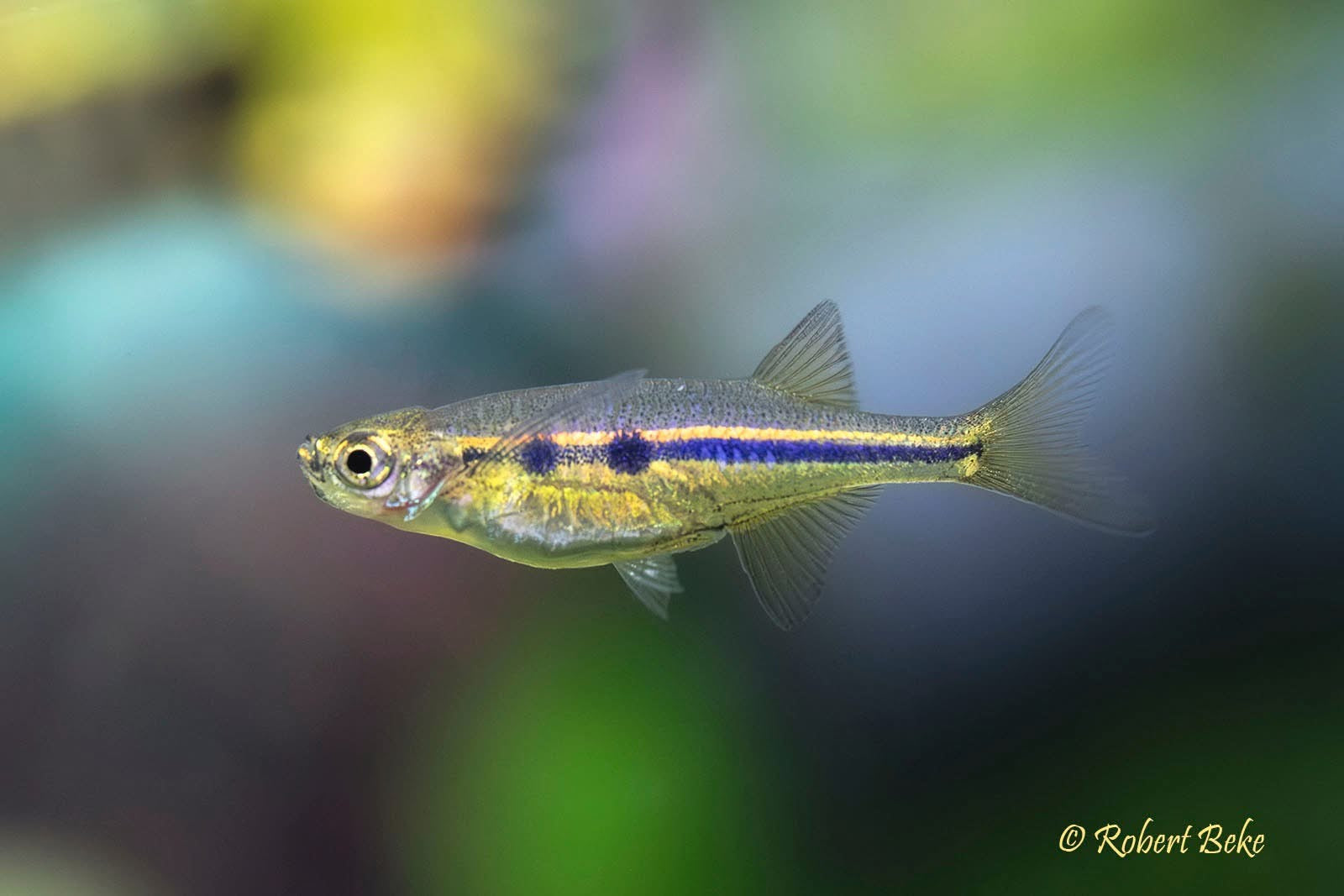 Slender silver and yellow nano fish with blue horizontal stripe swimming against soft blurred planted aquarium background
