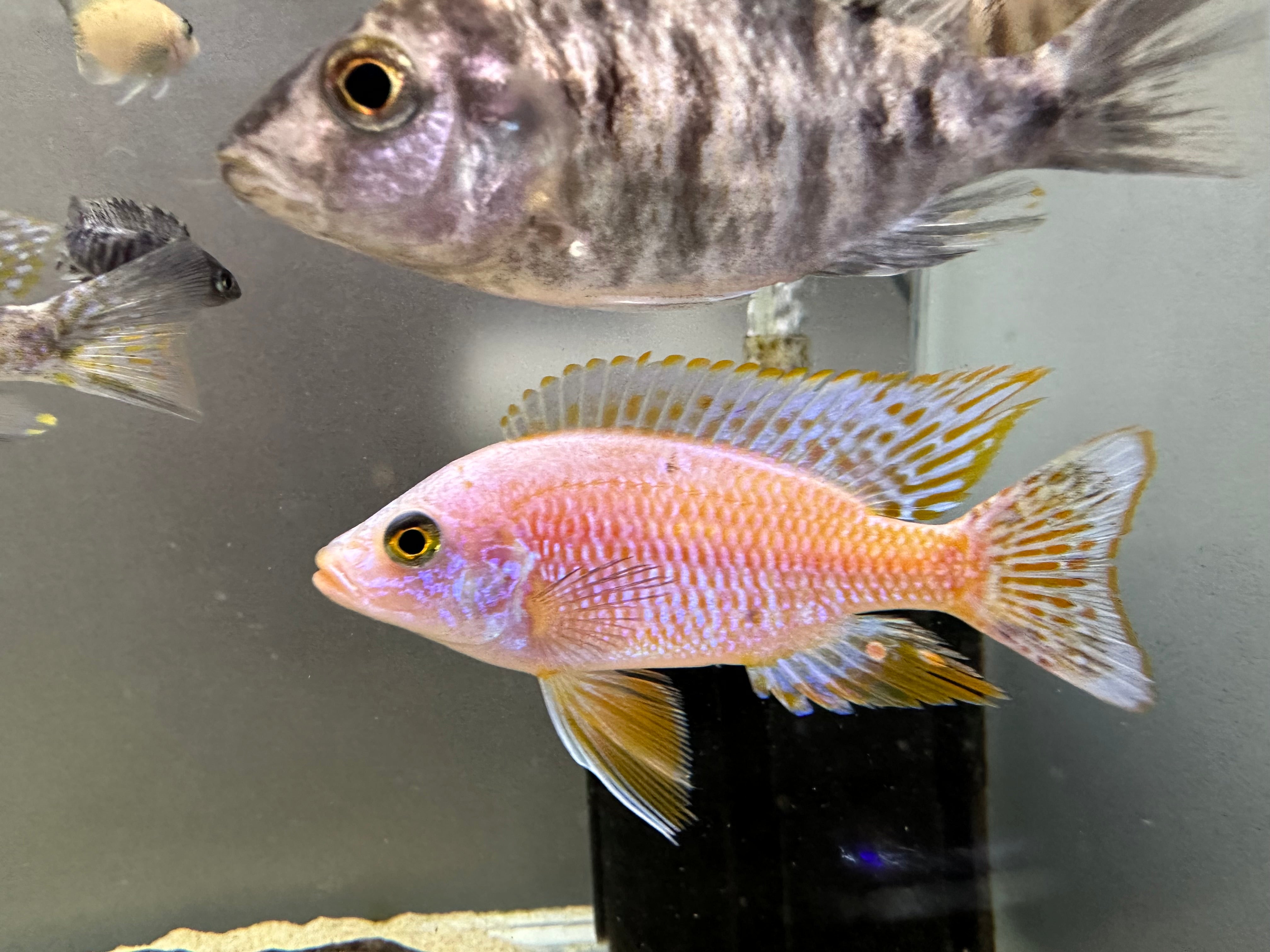 A Grade Assorted African Male Cichlid