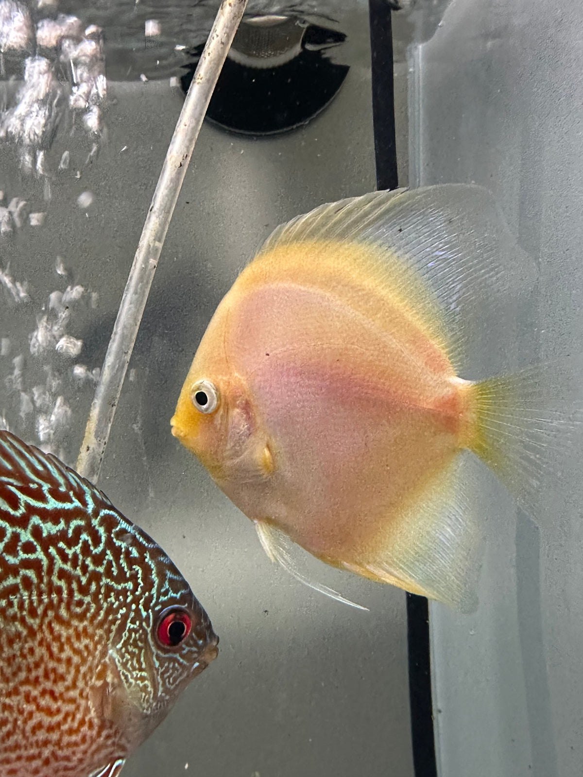 Snow White Discus