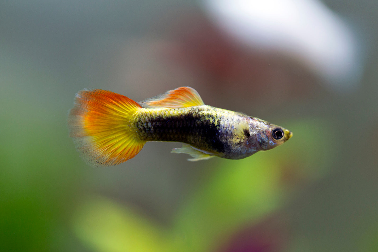 Flame Guppy Pair