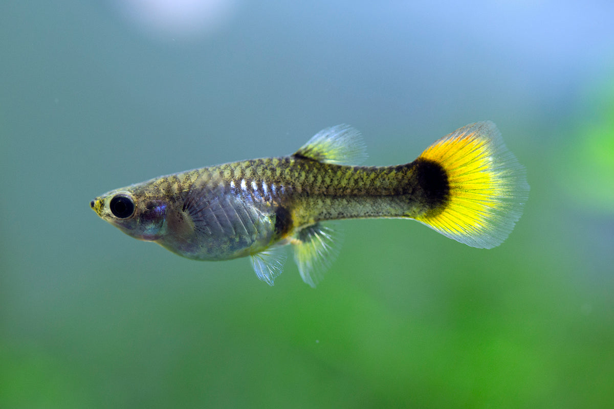 Flame Guppy Pair