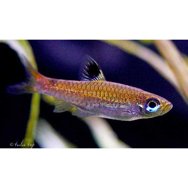 Emerald Eye Rasbora