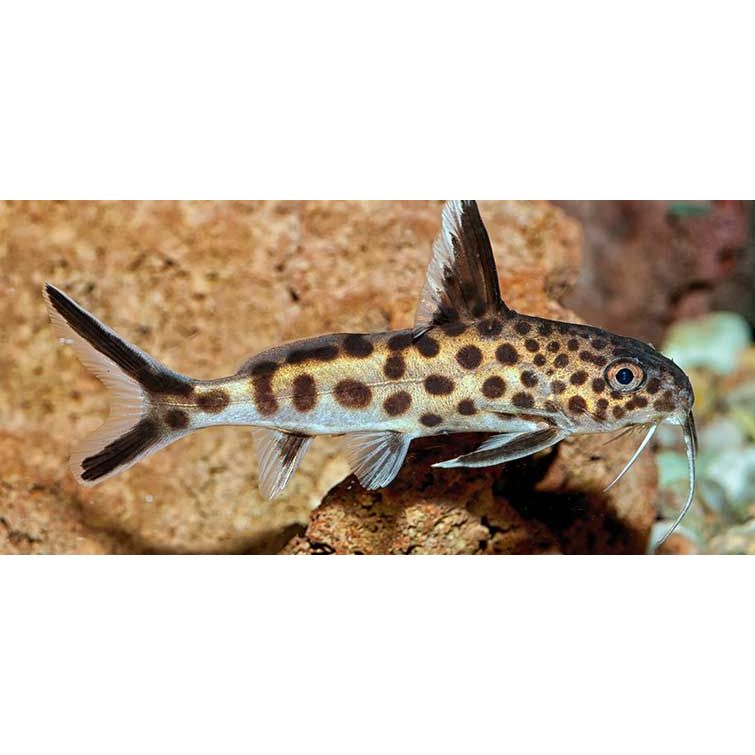 A Petricola Synodontis with black spots swimming in an aquarium around some orange rocks