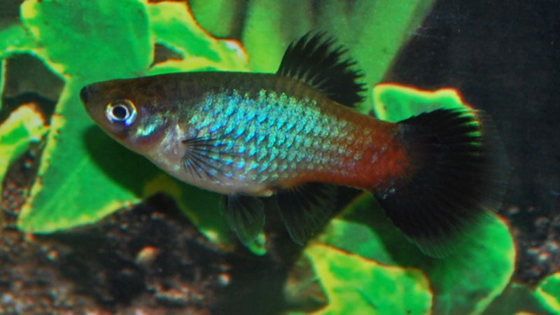 Platy (Assorted)