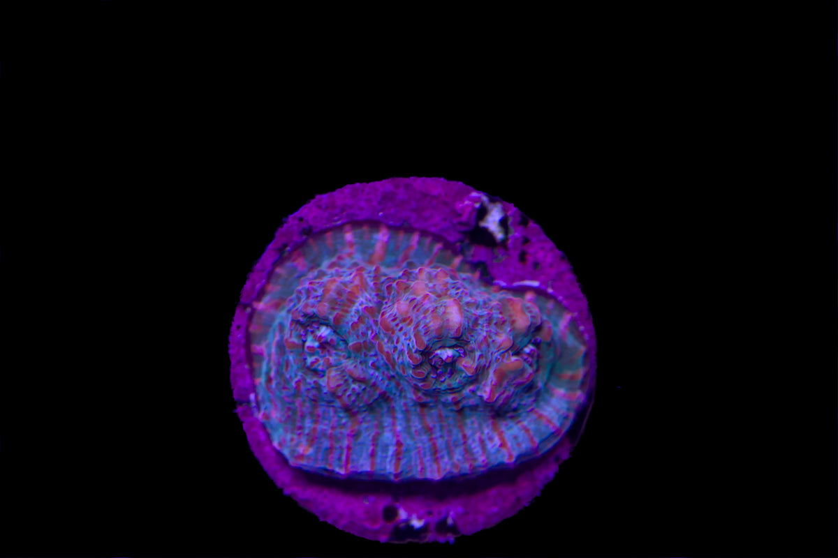 Starfire Chalice