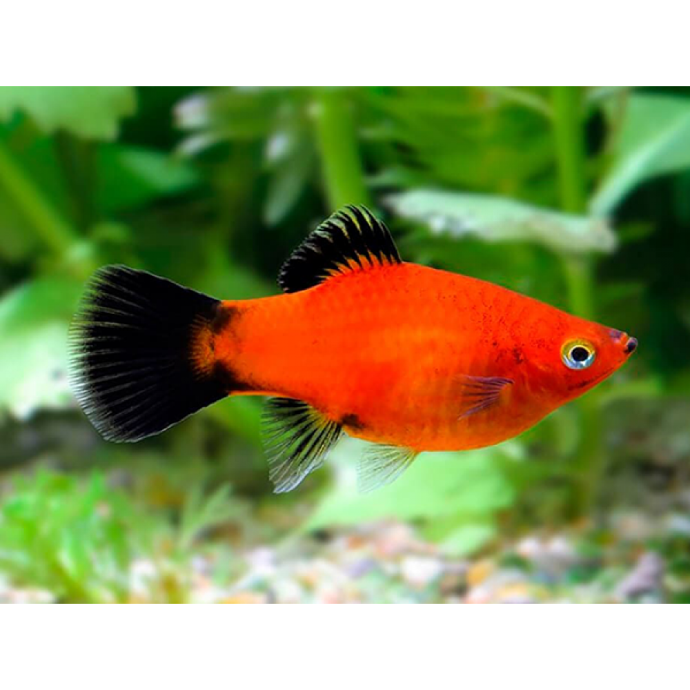 Platy (Assorted)