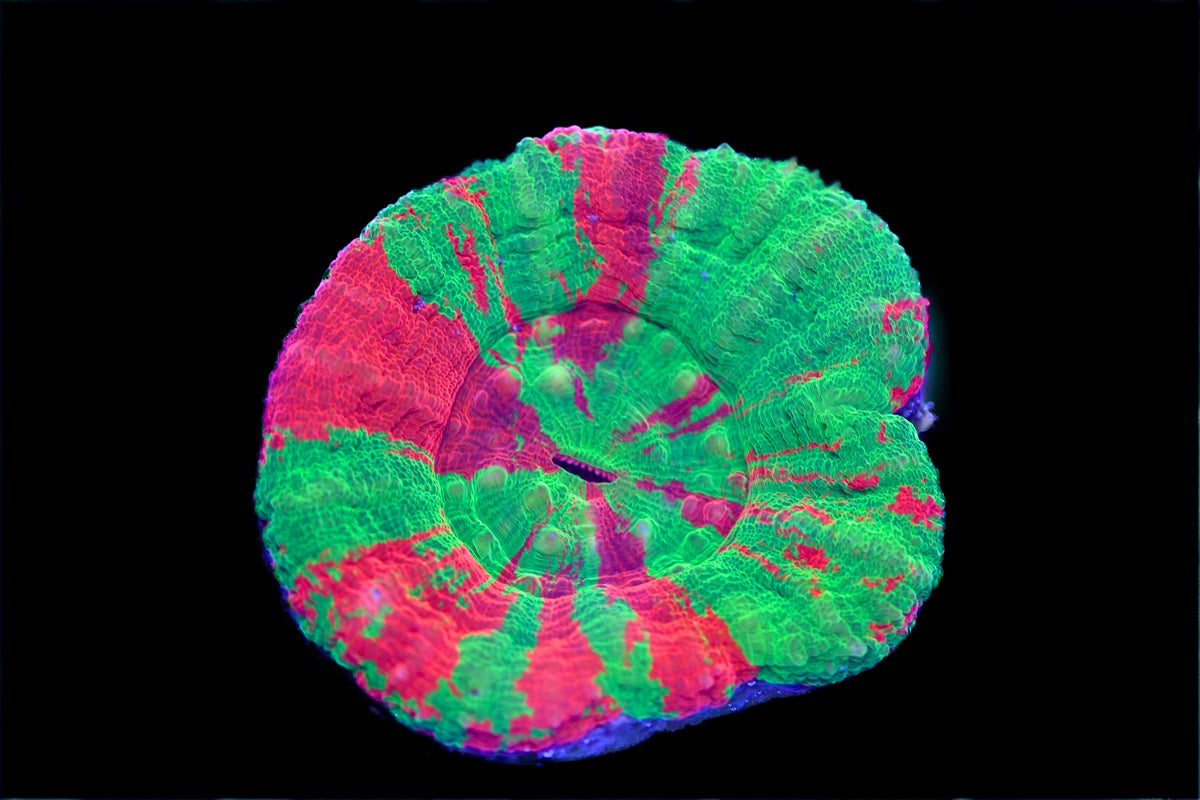 Bleeding Apple Scolymia